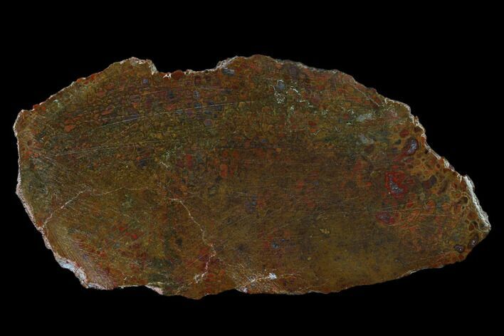 Polished Dinosaur Bone (Gembone) Slab - Colorado #150517